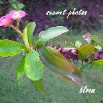 Secret Photos - Bloom 
